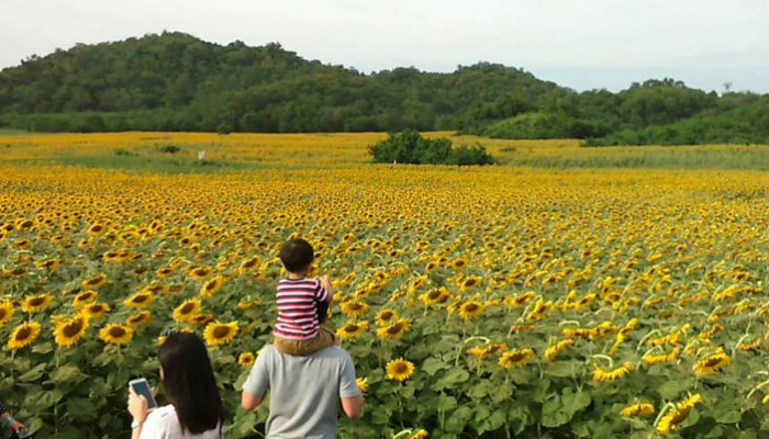 Hasil gambar untuk ladang bunga matahari khao yai