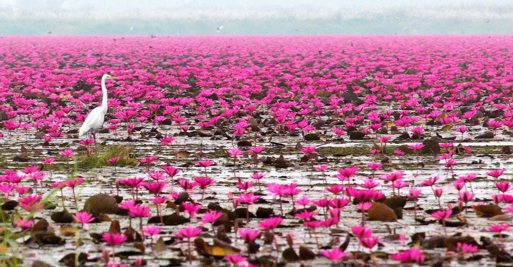 Red Lotus Lake, Udon Thani, Thailand