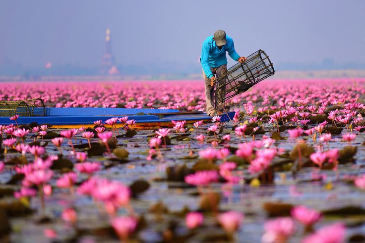 Red Lotus Lake, Udon Thani, Thailand