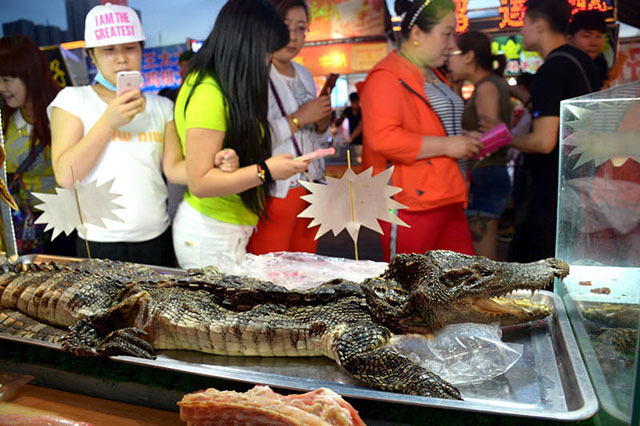 Hasil gambar untuk daging buaya