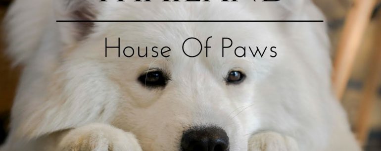 House of Paws Bangkok - Sensasi Makan Bersama Anjing Yang Lucu Dan Menggemaskan