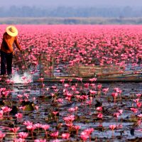 Keindahan Danau Dengan Ribuan Bunga Teratai di Thailand